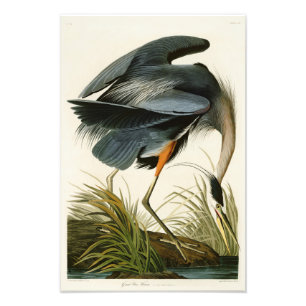 The Great Blue Heron John Audubon Birds of America Photo Print