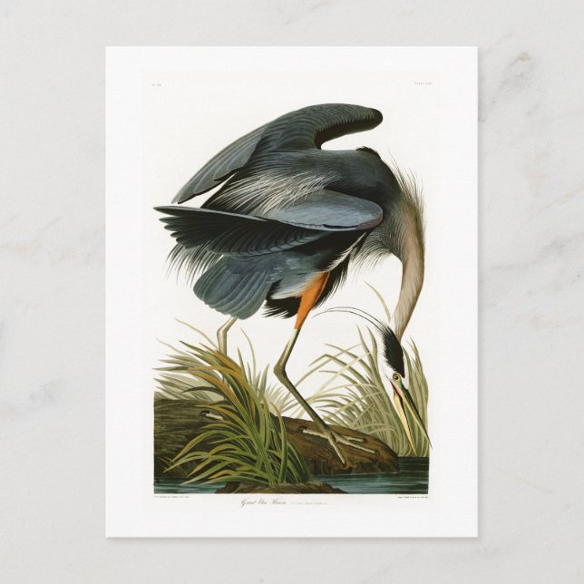 The Great Blue Heron John Audubon Birds of America Postcard (Front)
