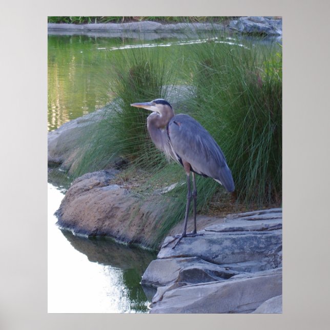 The Great Blue Heron Poster (Front)