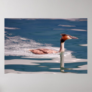 The Great Crested Grebe (Podiceps cristatus) Poster