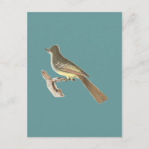 The Great-crested Kingbird	(Tyrannus crinitus) Postcard