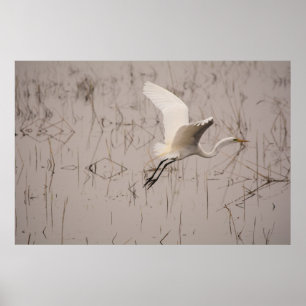 The Great Egret 36 x 24 Archival Paper  (Matte) Poster