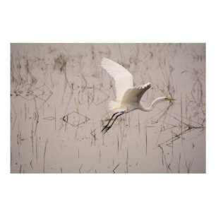 The Great Egret 36 x 24 Kodak Pro Photo (Satin) Print