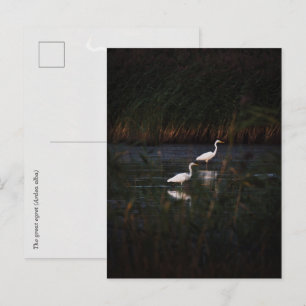 The great egret (Ardea alba) birds Postcard