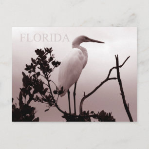 The Great Egret - Florida Keys Postcard