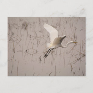 The Great Egret Postcard