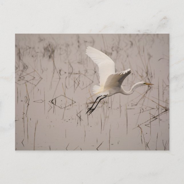 The Great Egret Postcard (Front)