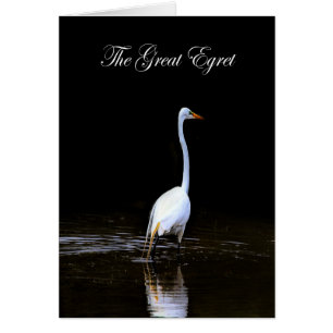 The Great Egret water- WETLANDS COLLECTION - Blank