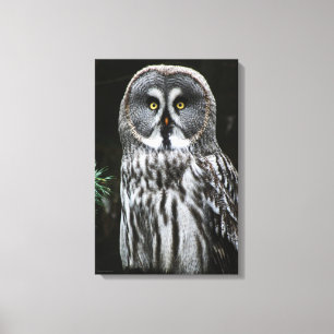The Great Grey Owl 16x24 (40x60cm) waccna Canvas Print