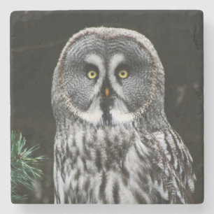 The Great Grey Owl coastercn Stone Coaster
