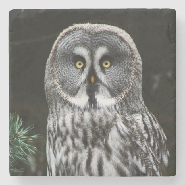 The Great Grey Owl coastercna Stone Coaster (Front)