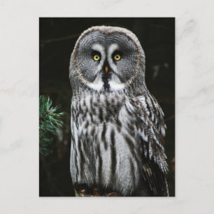 The Great Grey Owl pccn Postcard