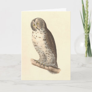 The Great Grey Owl (Strix nebulosa) NY Bird Image Card