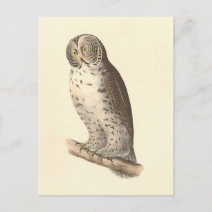 The Great Grey Owl (Strix nebulosa) NY Bird Image Postcard