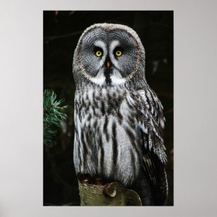 The Great Grey Owl wapcnm Poster