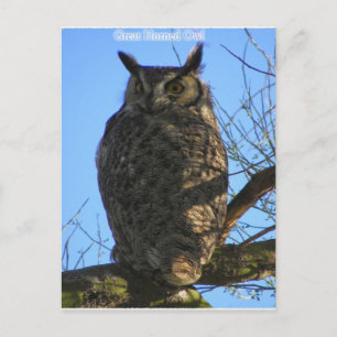 The Great Horned Owl Postcard