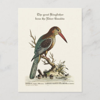 The great Kingfisher from the River Gambia Postcard