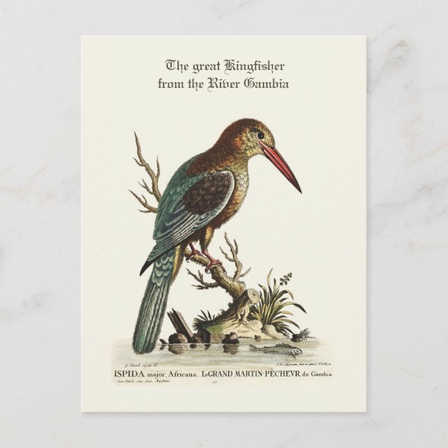 The great Kingfisher from the River Gambia Postcard (Front)