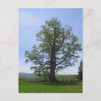 the great oak postcard