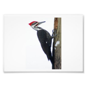 The Great Pileated Woodpecker 7x5 Photographic Pri Photo Print