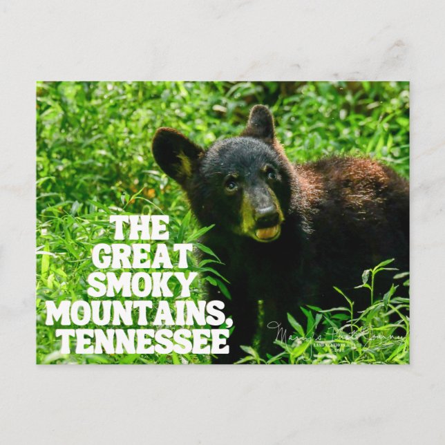The Great Smoky Mountains National Forest Postcard (Front)