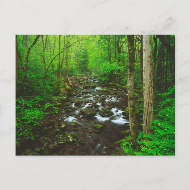 The Great Smoky Mountains Postcard (Front)