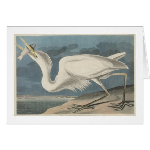 The Great White Heron