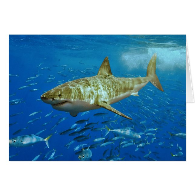 The Great White Shark Carcharodon Carcharias (Front Horizontal)