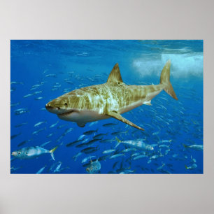 The Great White Shark Carcharodon Carcharias Poster