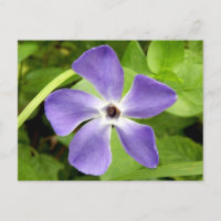 The Greater Periwinkle Postcard