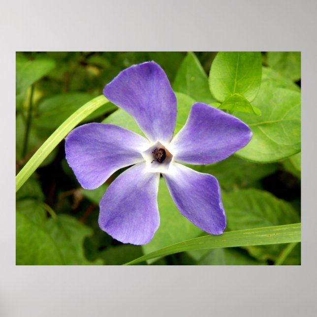 The Greater Periwinkle Poster (Front)