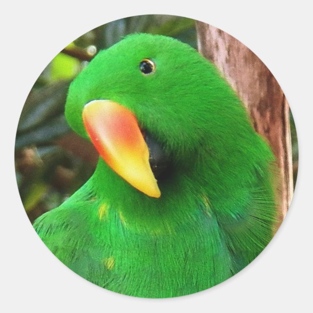 "The Green Orator" Eclectus Parrot Classic Round Sticker (Front)