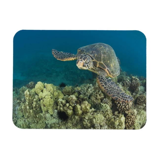 The Green Sea Turtle, (Chelonia mydas), is the 2 Magnet (Horizontal)