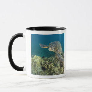 The Green Sea Turtle, (Chelonia mydas), is the 2 Mug