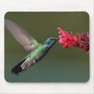 The Green Violetear Mouse Pad