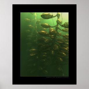 The greenhouse poster