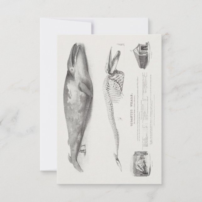 The Greenland Whale, Blue Whale by George Johann S Invitation (Front)