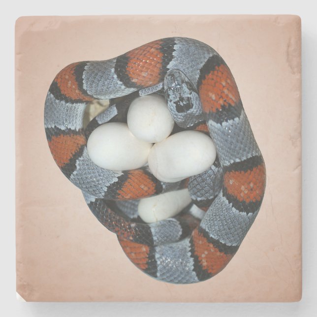 The grey-banded kingsnake stone coaster (Front)