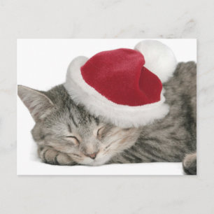 The Grey Cat Sleeps In A New Year's Cap Holiday Postcard