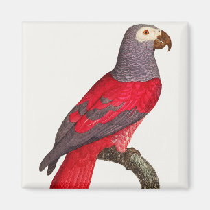 The Grey Red Parrot, Psittacus erithacus Magnet