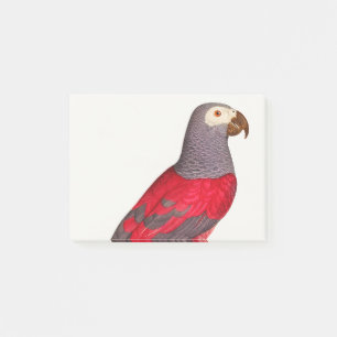 The Grey Red Parrot, Psittacus erithacus Post-it Notes