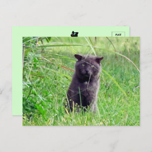 The Grey Stray - Cat Postcard