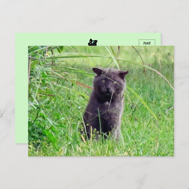 The Grey Stray - Cat Postcard (Front/Back)