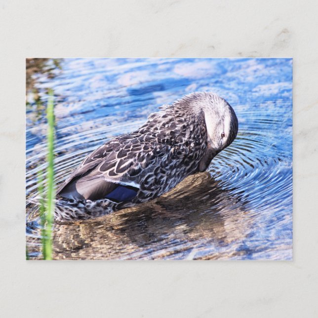 The Grooming Effect Postcard (Front)