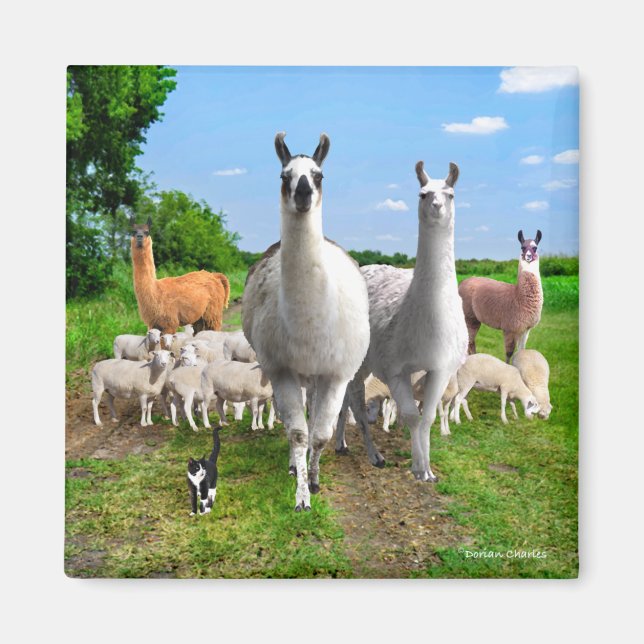 "The Guard Llamas"  Magnet (Front)
