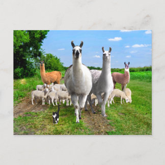 "The Guard Llamas"  Postcard