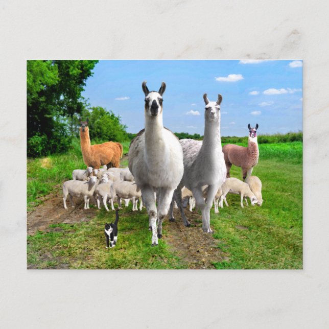 "The Guard Llamas"  Postcard (Front)