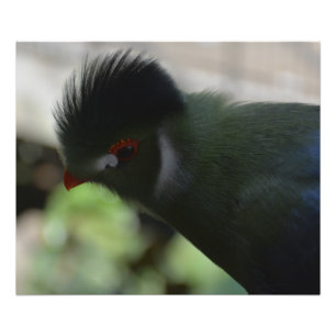 THE GUINEA TURACO PHOTO PRINT