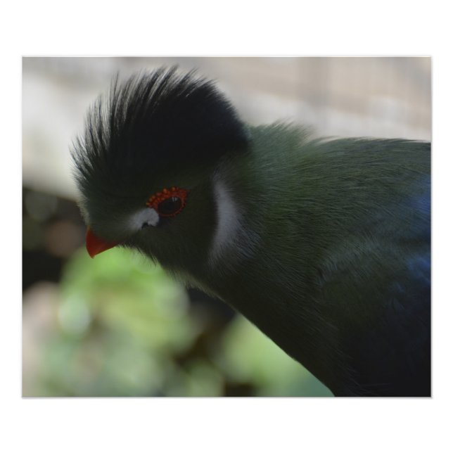 THE GUINEA TURACO PHOTO PRINT (Front)