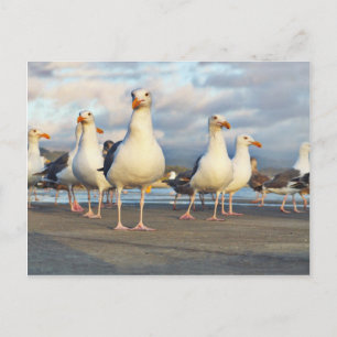 The Gull Gang Postcard